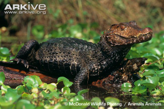 Illustration for article titled Sunday Crocodilian - Paleosuchus palpebrosus Edition